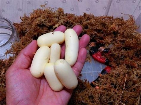 蛇宝宝妈咪要下蛋蛇宝宝妈咪要下蛋全文免费读2022已更新今日图集