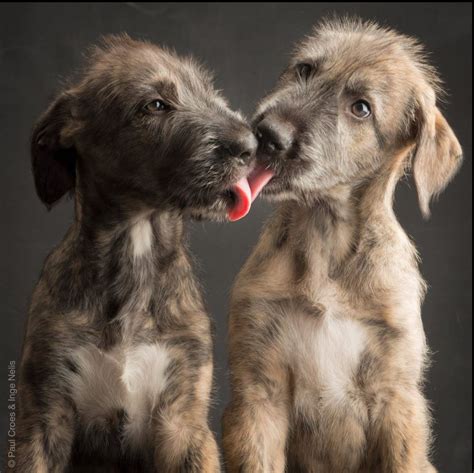Irish Wolfhound puppies exchanging kisses. | Wolfhound puppies, Irish ...