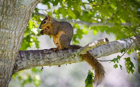 Where Do Squirrels Live