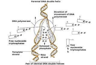 DNA Replication Structure 的图像结果