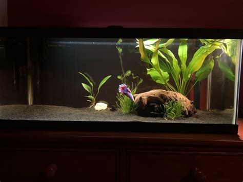 My “Broke High school Senior” 20 gallon : r/Aquariums
