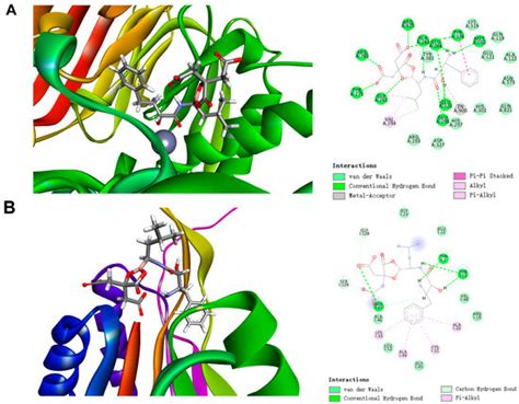 Discovery of a Novel Ubenimex Derivative as a First-in-Class Dual CD13 ...