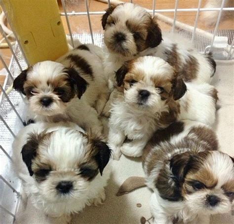 Shih tzu puppies shih tzu puppy shih tzus puppies – Artofit