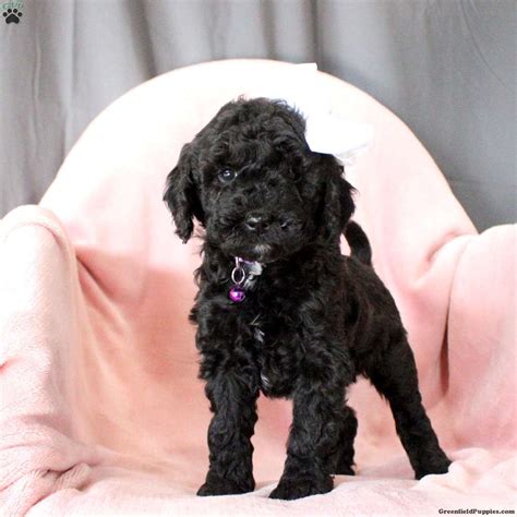 Princess-F1B - Cockapoo Puppy For Sale in Pennsylvania