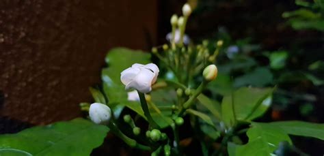 Samsung Galaxy Note8 complete review, design, display, performance ...