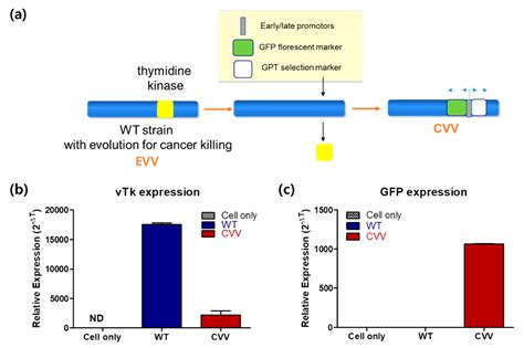 A Cancer-Favoring, Engineered Vaccinia Virus for Cholangiocarcinoma