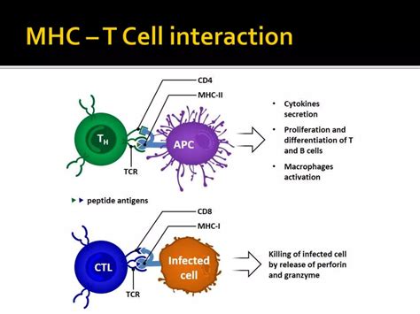 MHC and Antigen presentation | PPTX