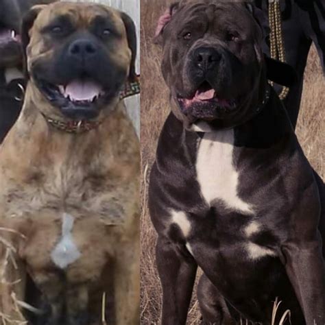 Pitbull Bullmastiff Mix Puppy's New Adopted Pup | German Shepherds