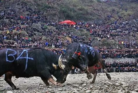 带你了解贵州苗族古老的斗牛文化__凤凰网