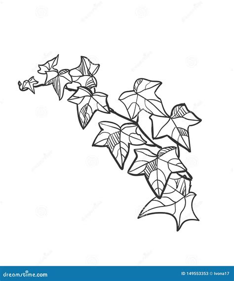 Here’s A Quick Way To Solve A Info About How To Draw Ivy - Listenload