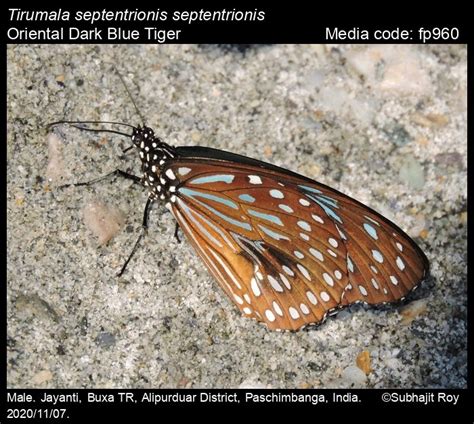 Tirumala septentrionis | Butterfly