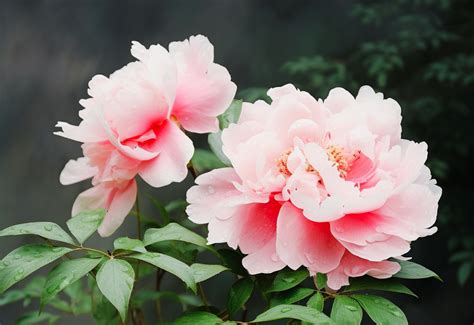 经典国画 Ai 的图像结果