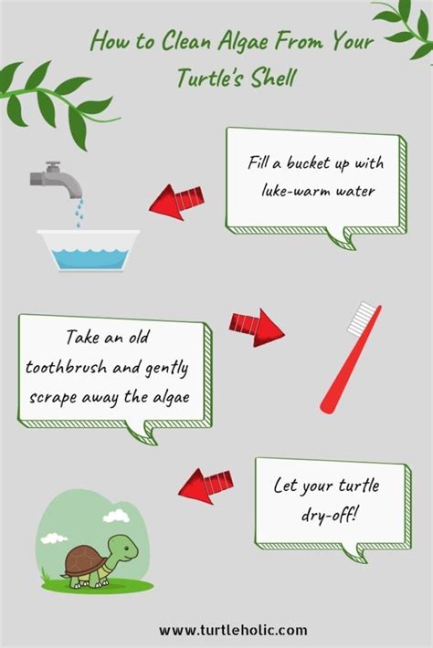 Image result for How to Clean a Turtle Shell