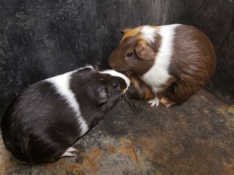 Abyssinian Guinea Pig Rodents For Sale | Lakeland, FL #288983