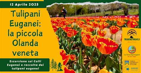 Tulipani Euganei: la piccola Olanda veneta - il pomeriggio, Tulipani ...