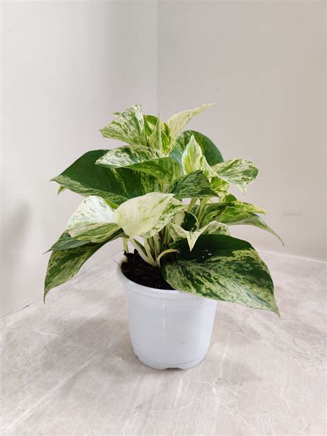 Buy Money Plant Marble Queen Plant Online India – ChhajedGarden.com