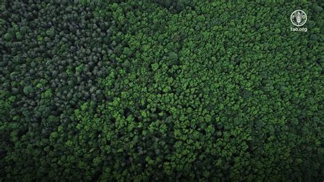 Image result for Pulp Forest