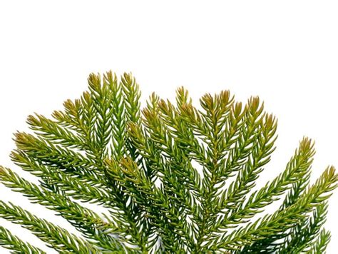 Pine Tree Problems 的图像结果