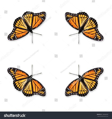 Beautiful Viceroy Butterfly Limenitis Archippus Top Stock Photo (Edit Now) 130606049