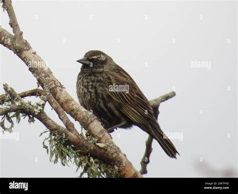 Yellow-winged Blackbird (Agelasticus thilius) Aves Stock Photo - Alamy