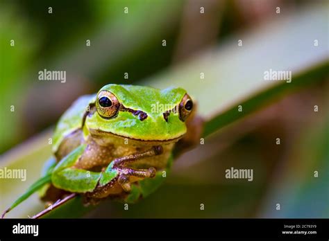 Image result for Funny Tree Frog