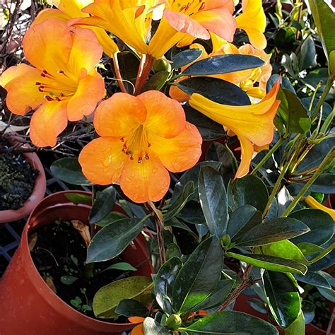 HELI GARDEN (2025) All You Need to Know BEFORE You Go (with Photos ...