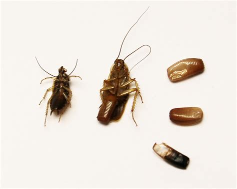 Does Bleach Kill Cockroaches? (2025) | Today's Homeowner