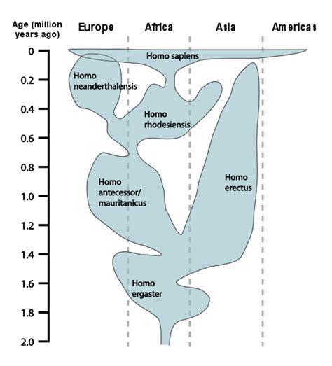 Human Backbone Evolution Chart 的图像结果