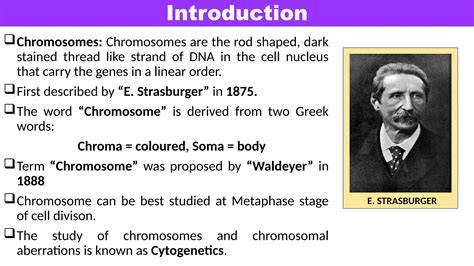 Chromosome Discovered By Strasburger