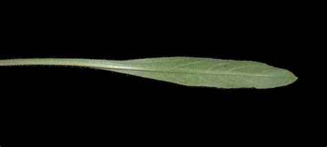 Cynoglottis barrelieri (All.) Vural & Kit Tan | Plants of the World ...