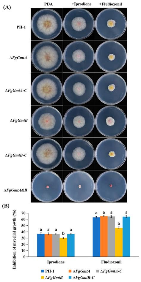 FgGmtB Plays an Important Role in Growth, Reproduction, Virulence and ...