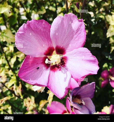 Purple hibiscus flower Stock Photo - Alamy