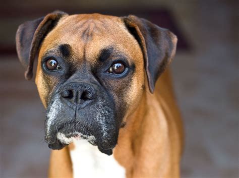 Boxer Dog Colors (Explained With Pictures) Hepper, 54% OFF