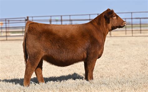 Red Angus Show Cattle