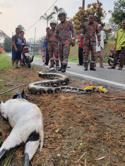 Spray Goat with Python 的图像结果