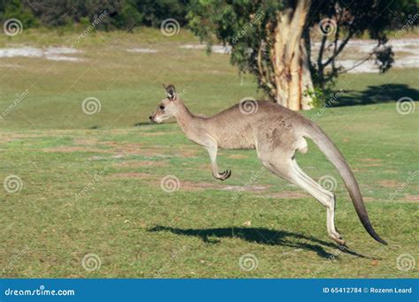 Hopping Kangaroo Pattern 的图像结果