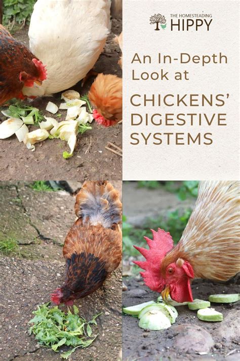 Image result for Chicken Digestive System