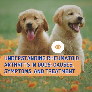 Understanding Rheumatoid Arthritis in Dogs: Causes, Symptoms, and Treatment