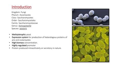 Cultivation strategies to enhance productivity in Pichia pastoris | PPTX