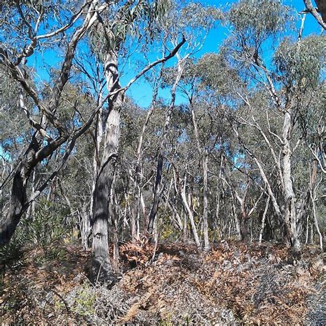 RENNICK STATE FOREST (2025) All You Need to Know BEFORE You Go (with ...