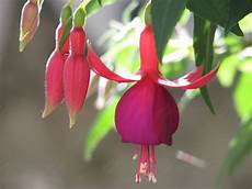 fucsia fiori fiore e boccioli di fucsia probabile fuchsia achievement fucsia fiori fiore e boccioli di fucsia probabile fuchsia achievement