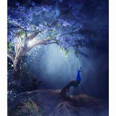 Background Images by Peacock Photography Studio Background Vinyl Cloth High Background Images