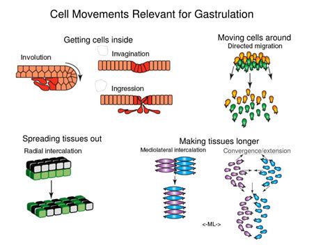 Image result for Adhesion Cell Sorting