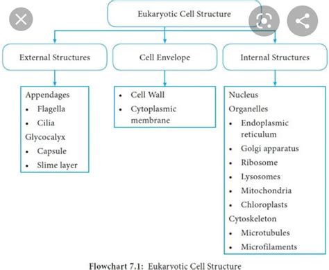 cell and structure flowchart - Brainly.in