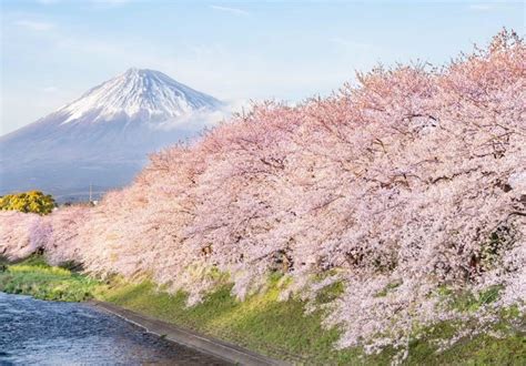 Japan 富士山 的图像结果