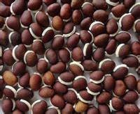 List of 50 Pulses in India