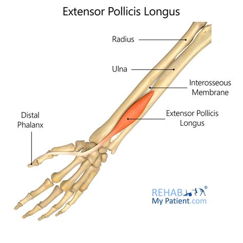Extensor Pollicis Longus 的图像结果