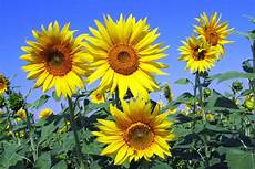Sunflower Images by How Sunflowers Track The Sun Sunflower Images