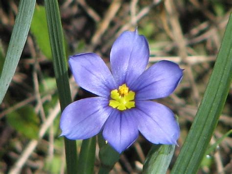 Blue-eyed Grass, Texas Blue-eyed Grass – Trail Trotter's Flower Guide