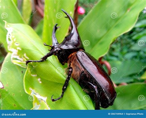 Japanese Rhino Beetle (Xylotrupes Gideon) Stock Photo - Image of fauna ...